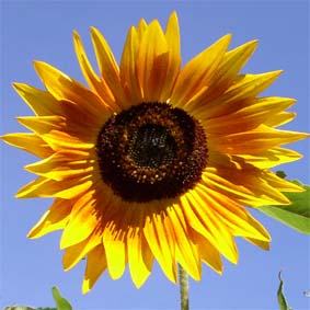Sonnenblume Mischung