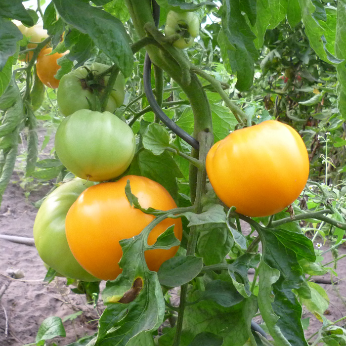 Fleischtomate Ochsenherz Orange