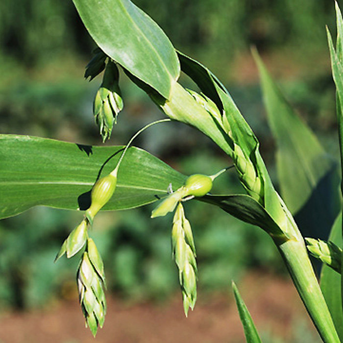 Hiobsträne Hiobsträne