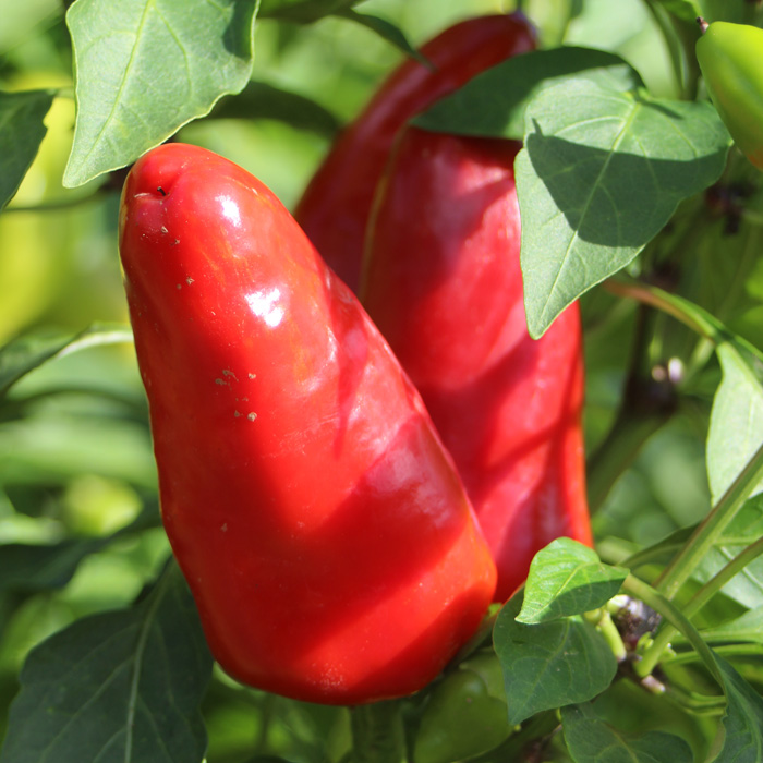Paprika Frühzauber Paprika Frühzauber