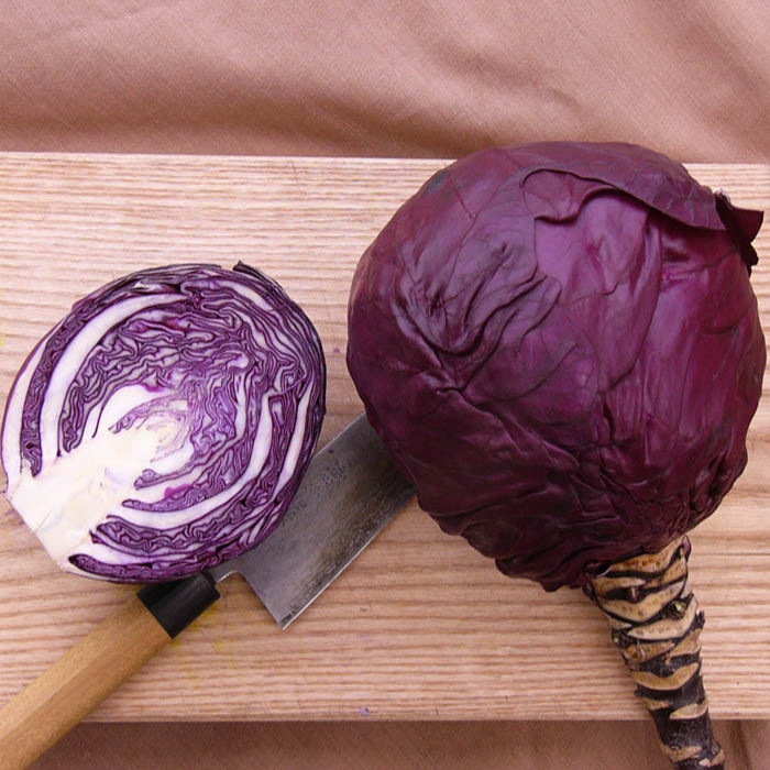 Rotkohl Roodkop