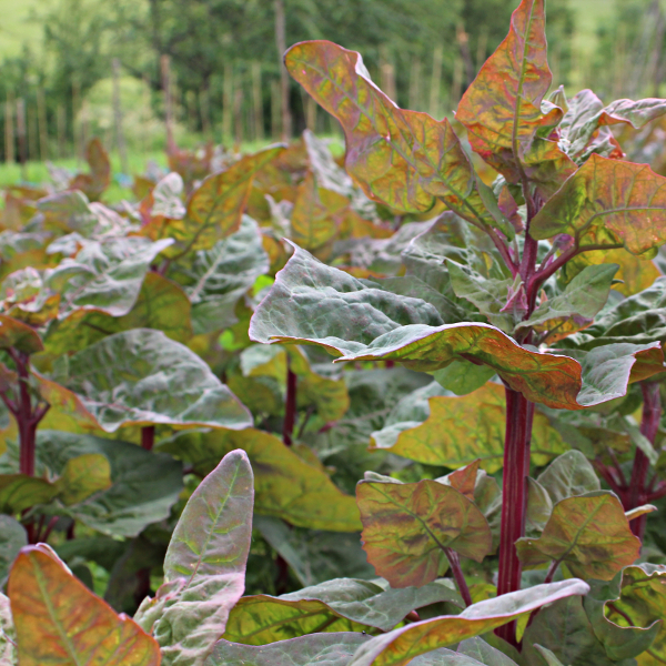 Gartenmelde Rot gestreift