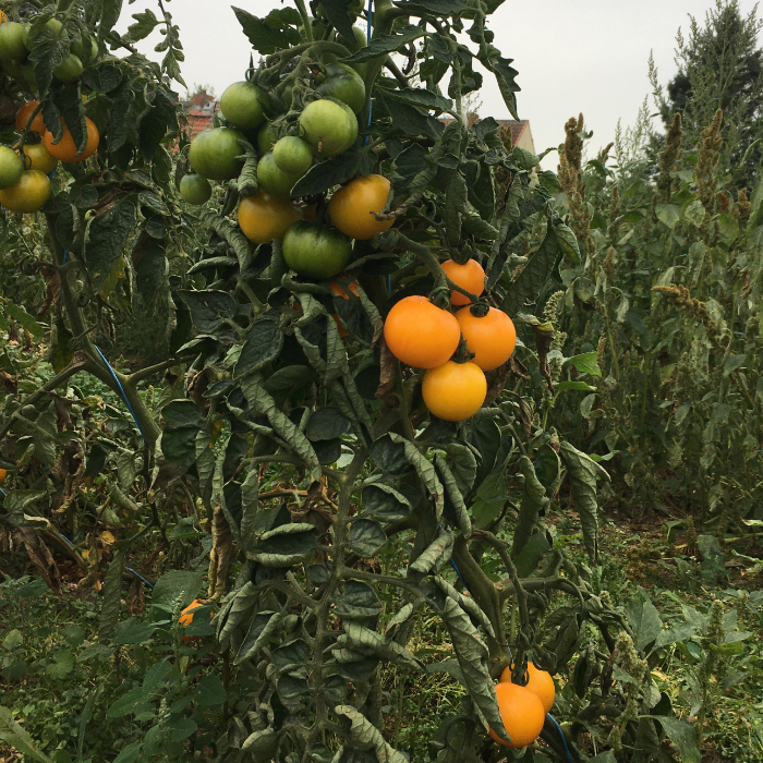 Salattomate Babelsberger Gelbe