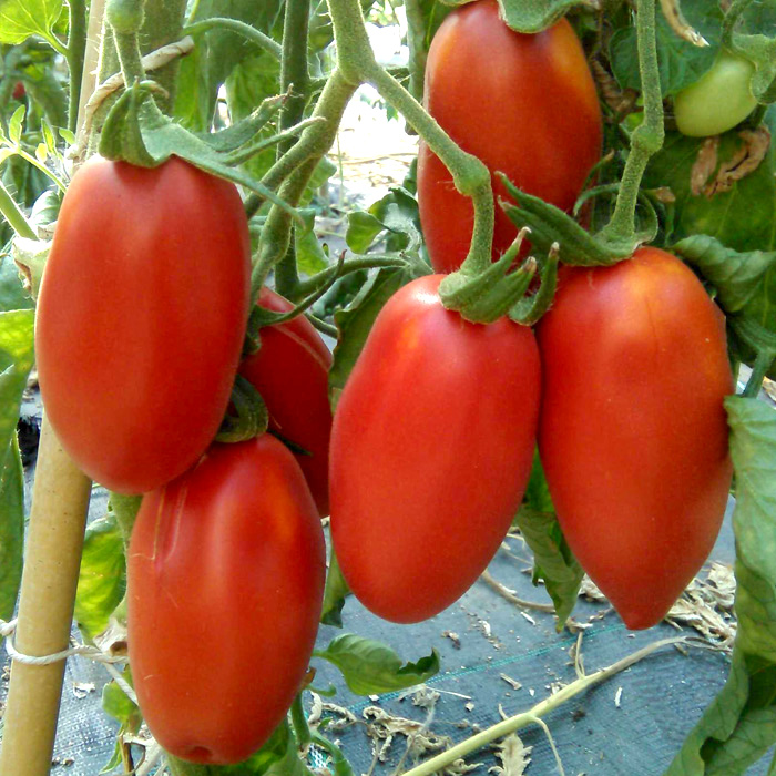 Marktomate San Berao