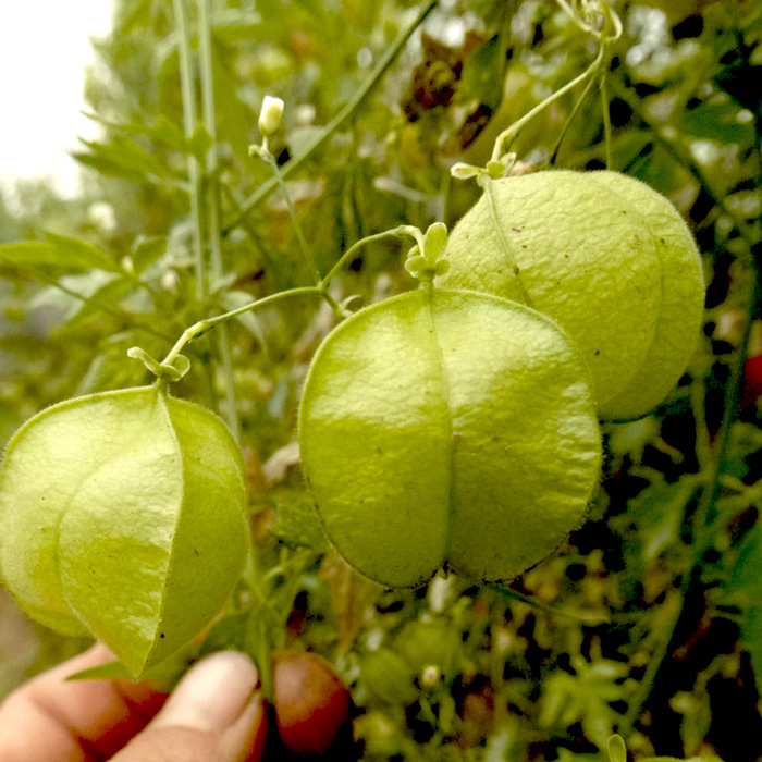 Ballonwein, Herzsame