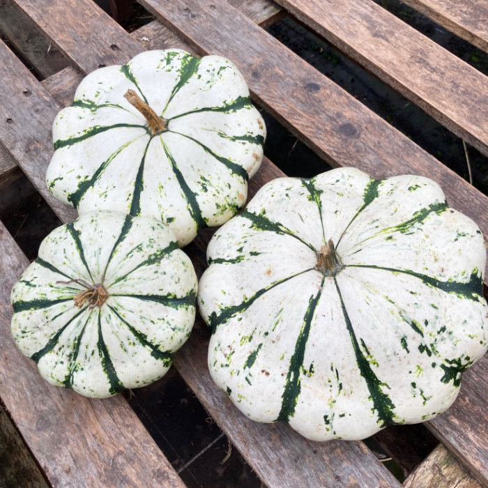 Pâtisson Vert Panaché de Blanc Pâtisson Vert Panaché de Blanc