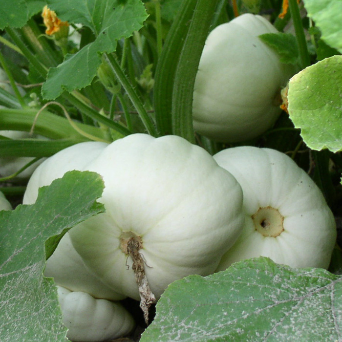 Pâtisson Blanc Pâtisson Blanc