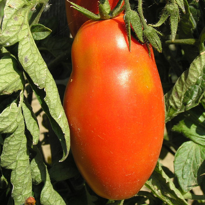 Marktomate San Marzano