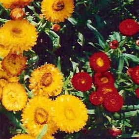 Strohblume - Niedrige, ca. 50 cm hoch