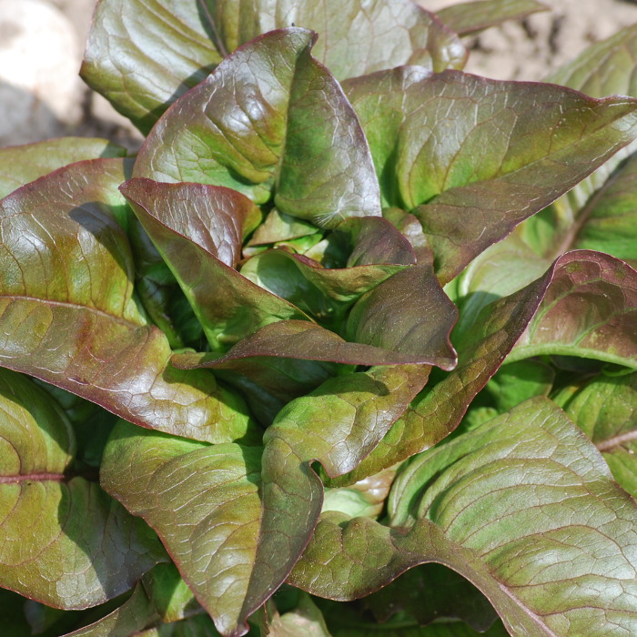 Blattsalat Hirschzunge, rot