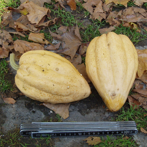 Gartenkürbis Thelma Sanders' Sweet Potato