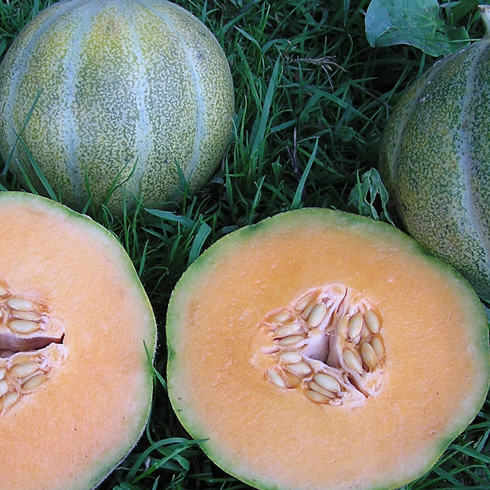 Honigmelone Petit Gris de Rennes