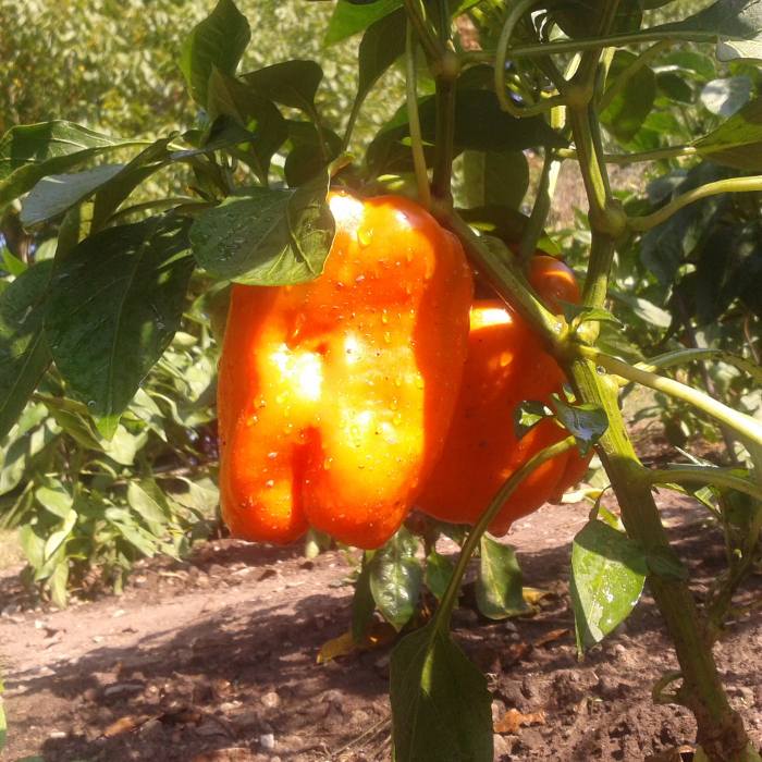 Paprika Orange Bell Paprika Orange Bell