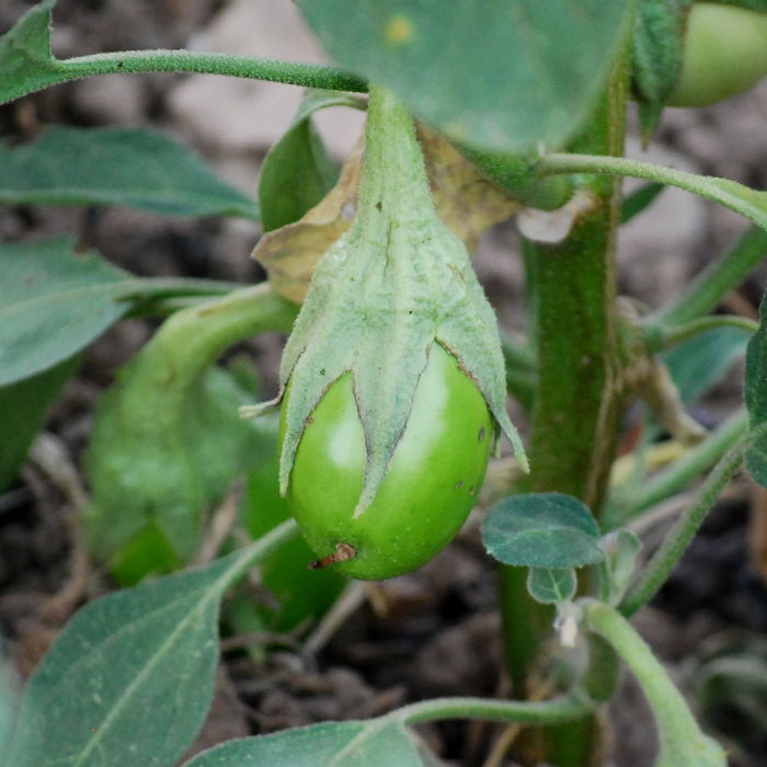 Aubergine Little Green