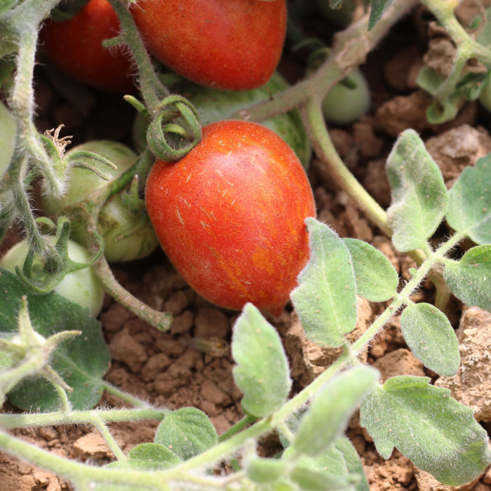 Buschtomate Fuzzy Wuzzy Buschtomate Fuzzy Wuzzy