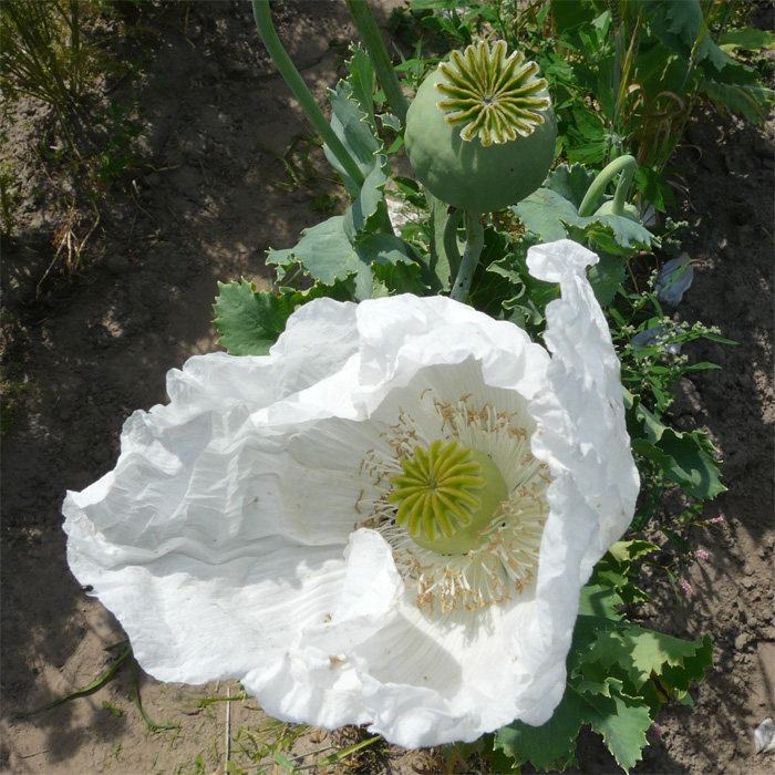 Reinweißer Mohn