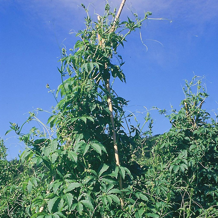 Cyclanthere, Hörnchenkürbis