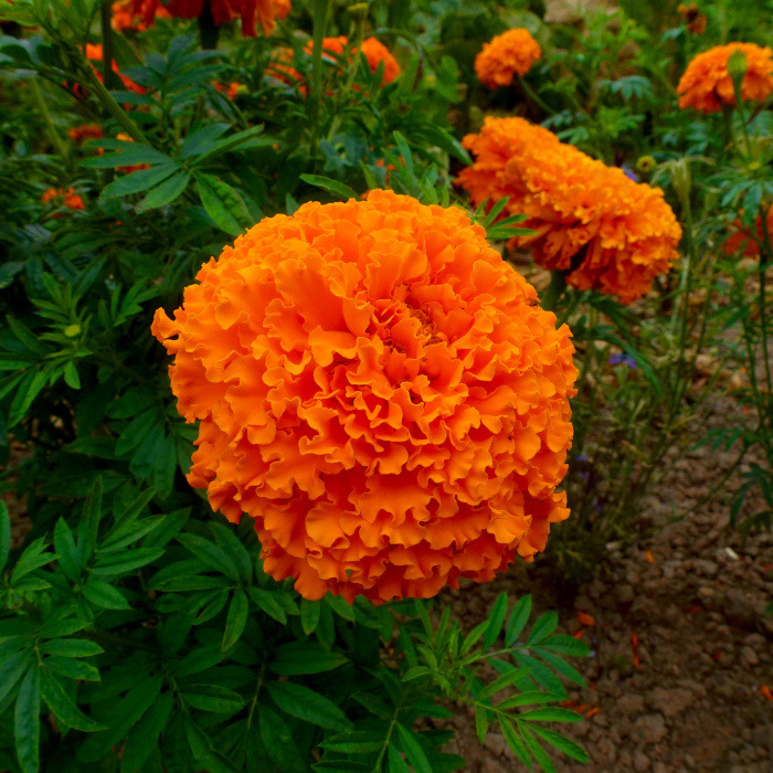 Färbertagetes