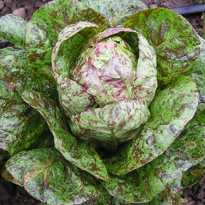 Römersalat Forellenschluß