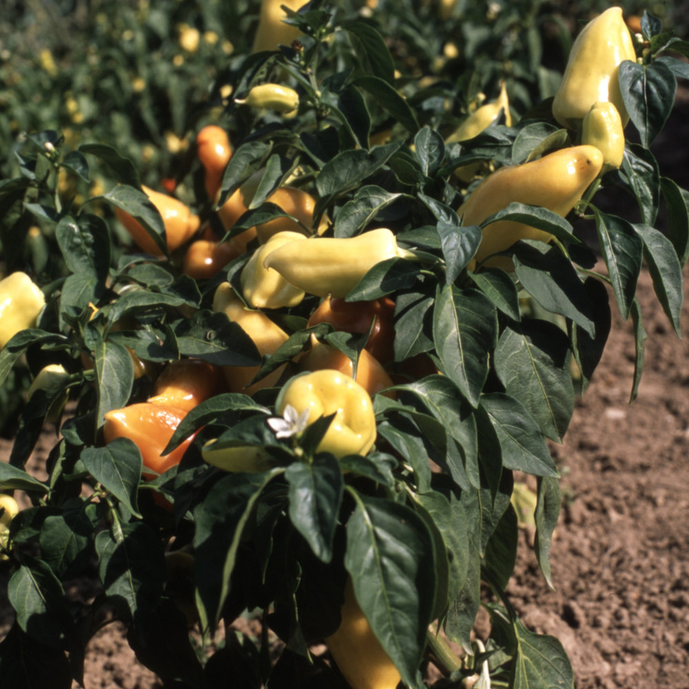 Paprika Pusztagold Paprika Pusztagold