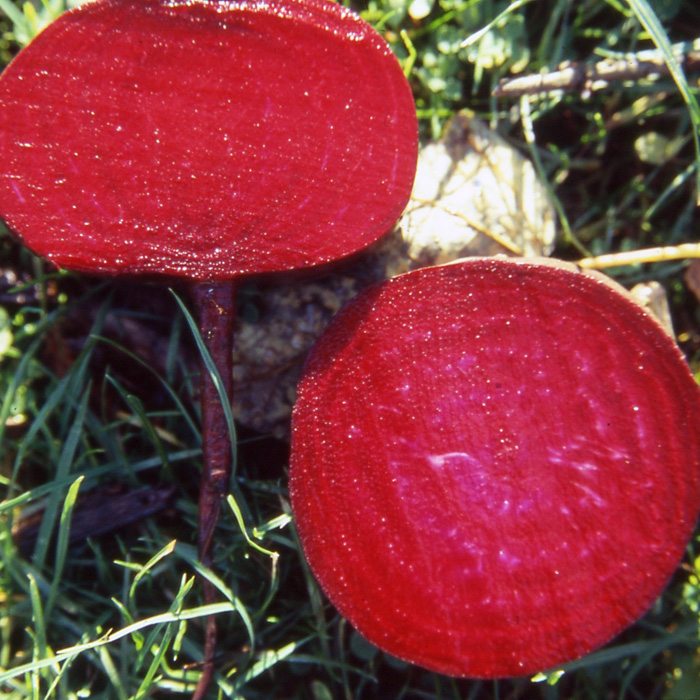 Rote Bete Ägyptische Plattrunde (D'Egypte)