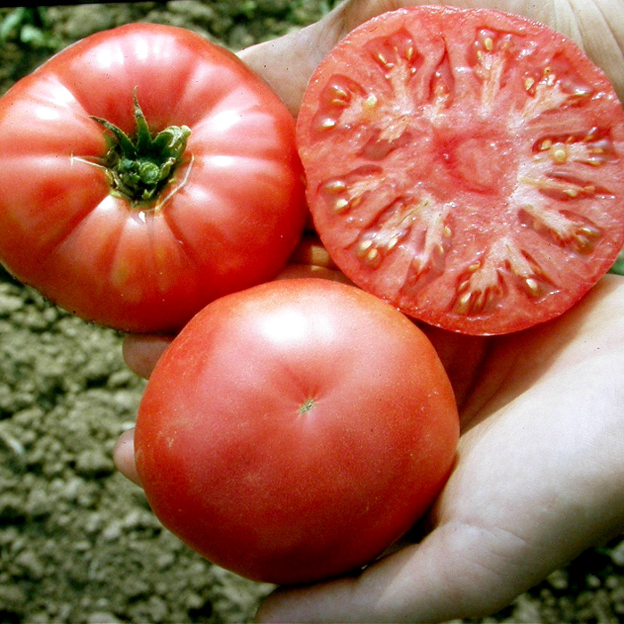 Fleischtomate Paprikaförmige (Capseya)