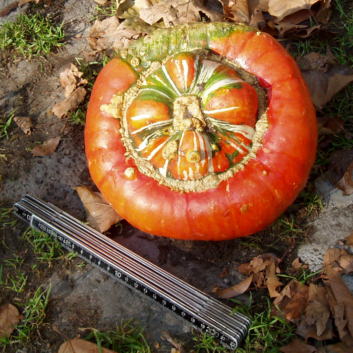 Kürbis Bunter Turban Kürbis Bunter Turban