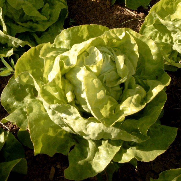 Kopfsalat Viktoria Kopfsalat Viktoria