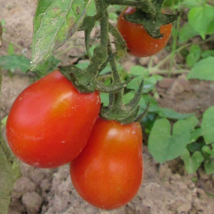 Cocktailtomate Celsia (verbesserte Celsior)