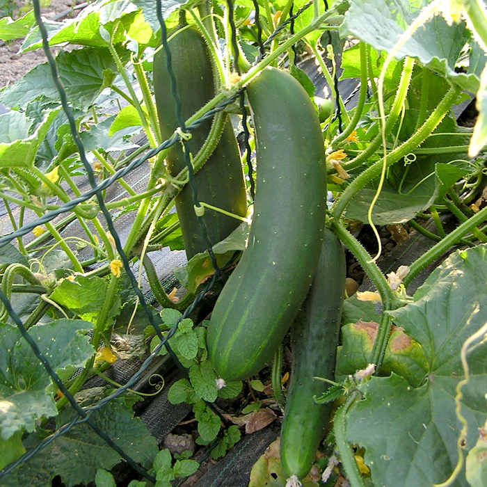 Salatgurke Tanja Salatgurke Tanja