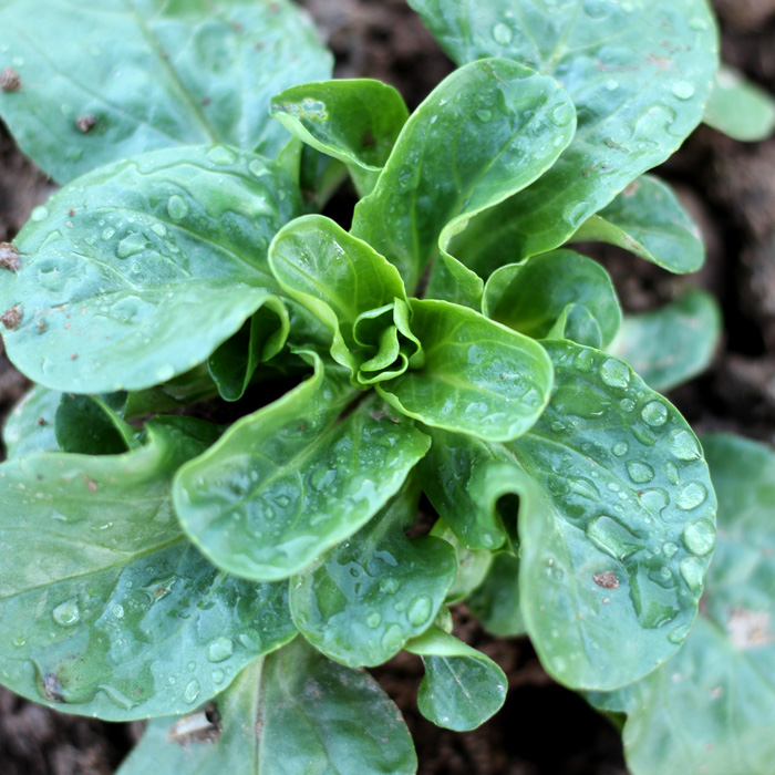 Feldsalat Verte de Cambrai