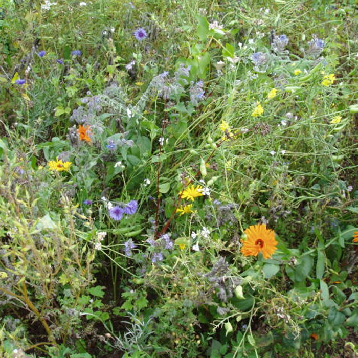 Schönhagener Bienenweide (40 m²)