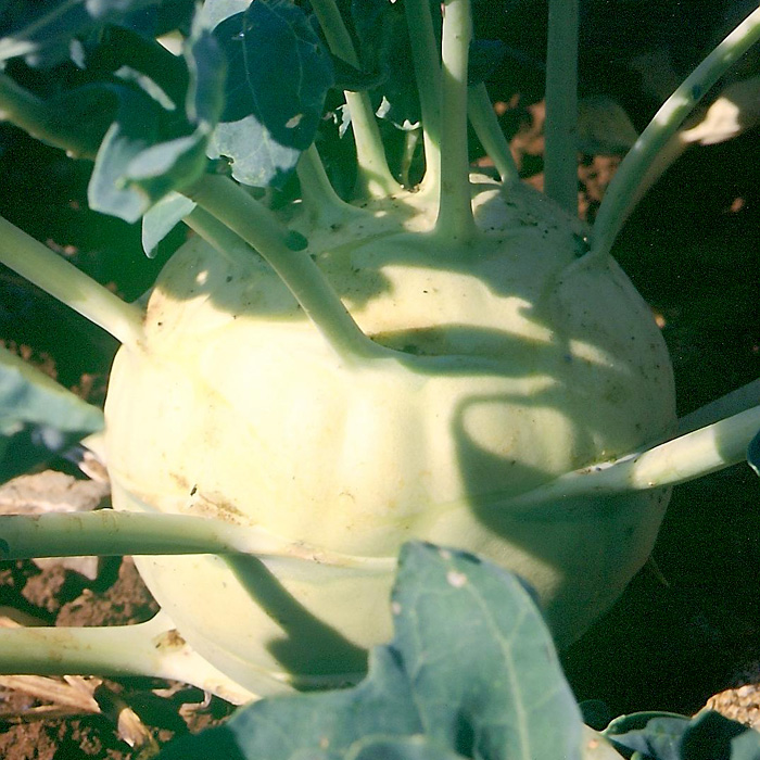 Kohlrabi Lanro