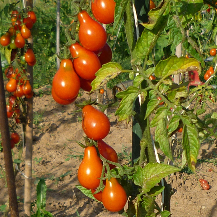 Cocktailtomate Sibirisches Birnchen