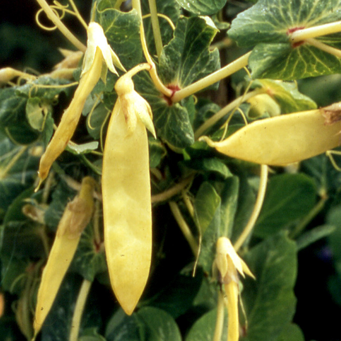 KLEINPACKUNG Zuckererbse Golden Sweet 