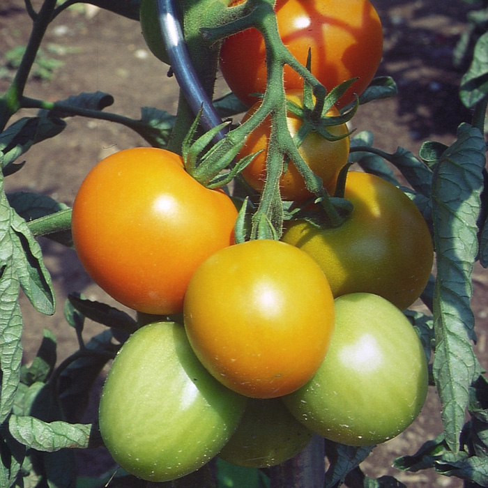 Salattomate Orange Favourite