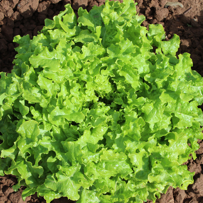 Schnittsalat Salad Bowl