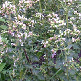 Griechischer Oregano