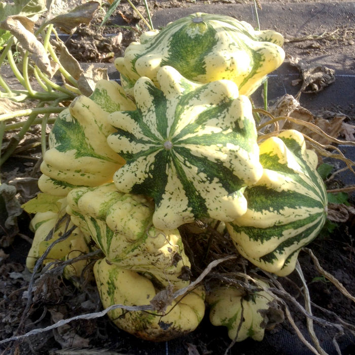 Pâtisson Jaune Panaché de Vert