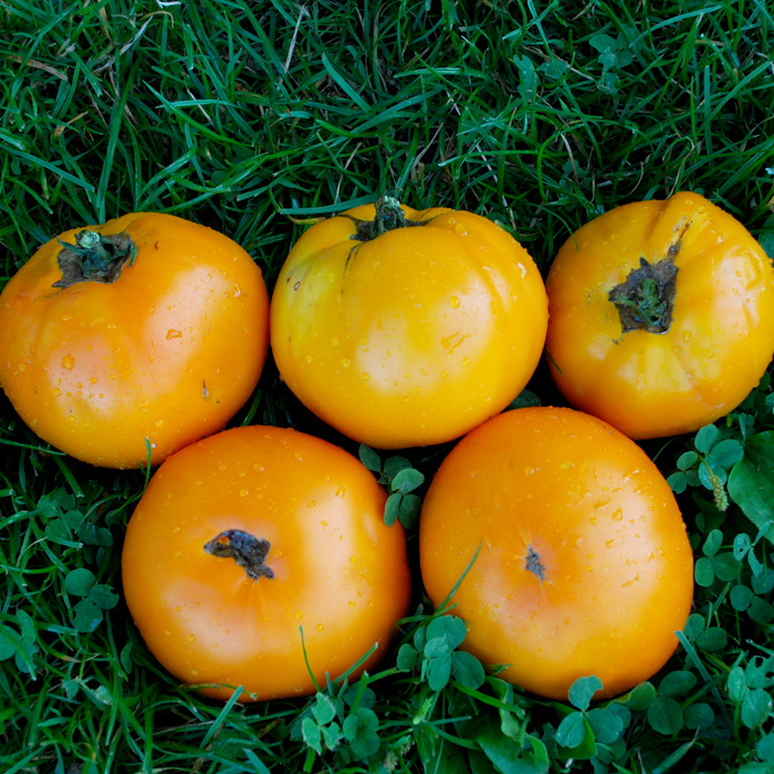Fleischtomate Orange Bulgarische