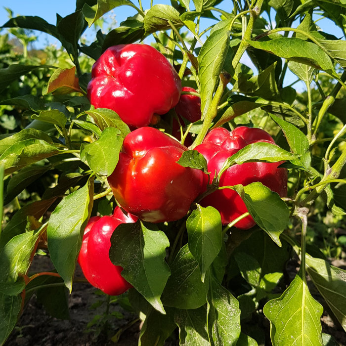 Paprika King of the North Paprika King of the North