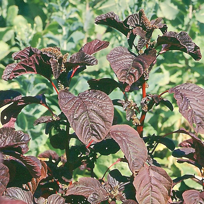 Roter Meier