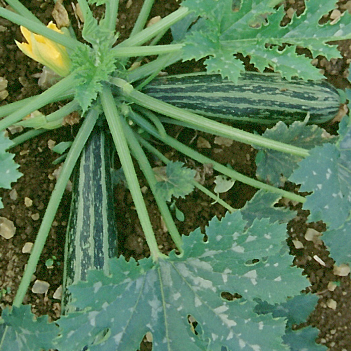 Zucchini Cocozelle von Tripolis (Verte non coureuse d'Italie)