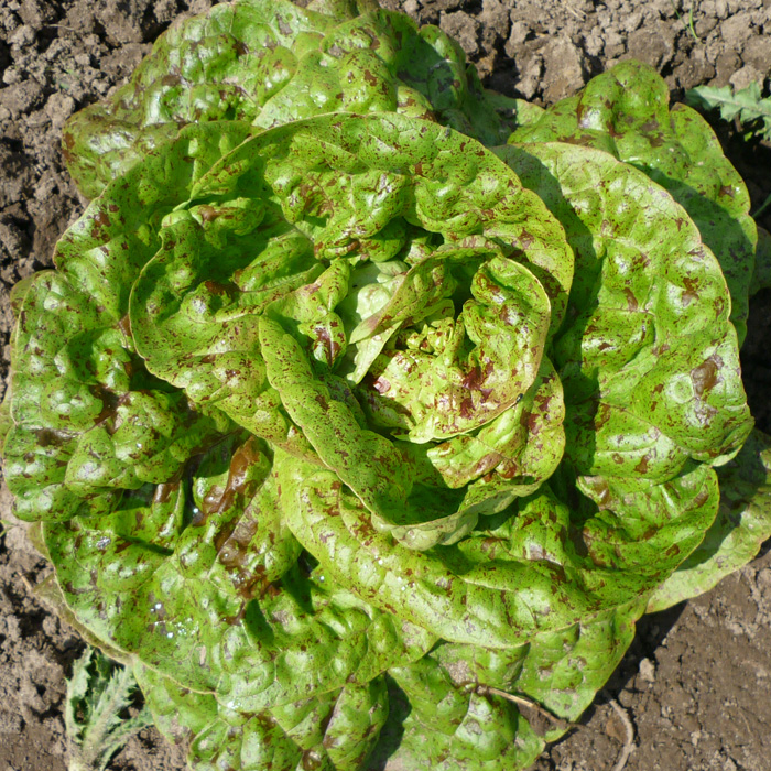 Kopfsalat Mecklenburger Forellen Kopfsalat Mecklenburger Forellen