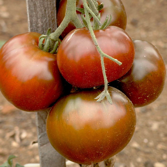 Fleischtomate Schwarze Russische