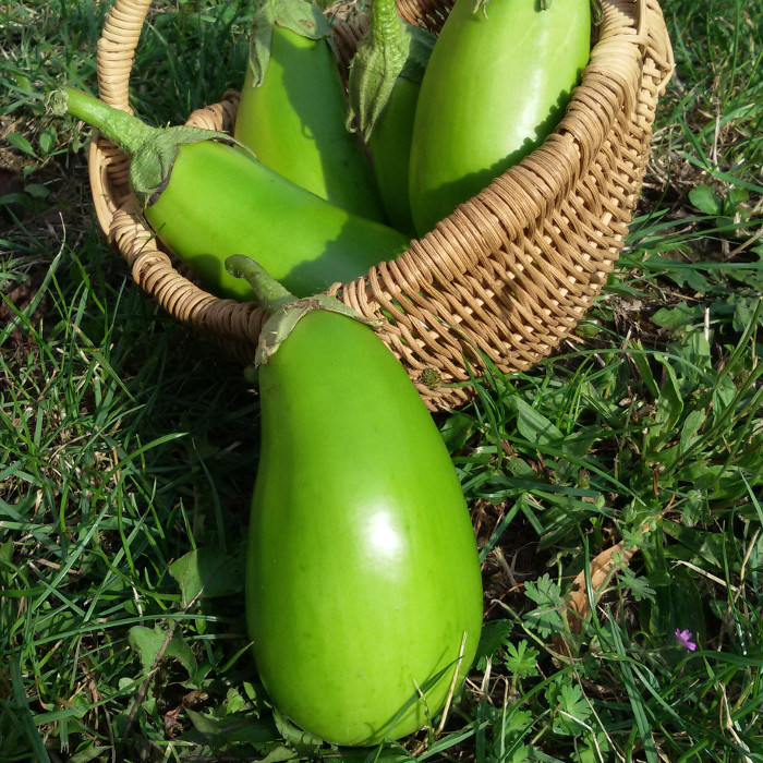 Aubergine Little Green