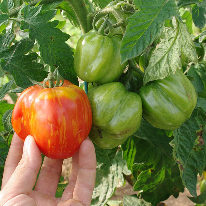 Marktomate Striped Cavern