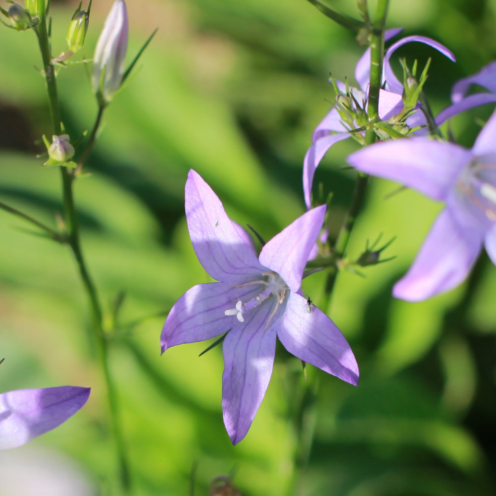 Rapunzelglockenblume Rapunzelglockenblume