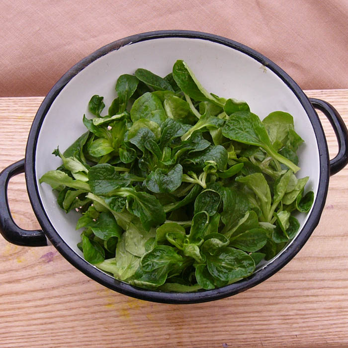 Feldsalat Dunkelgrüner Vollherziger (Verte à cœur plein 2)