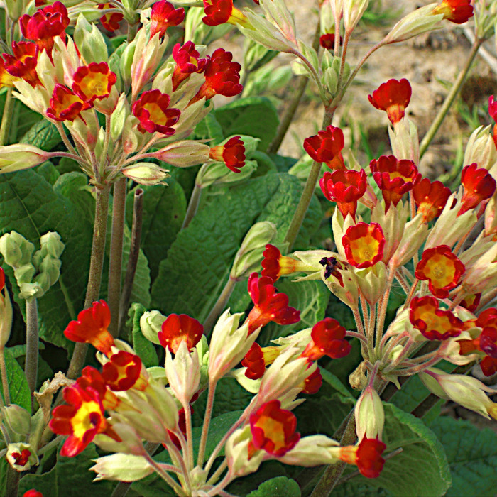 Frühlings-Schlüsselblume, rot